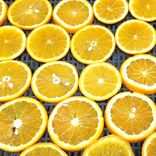 스위트 오렌지 슬라이스 10kg (Citrus Aurantium Dulcis (Sweet Orange) Fruit Slices) 미국원산/국내가공