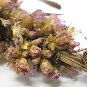 리아트리스 스피카타 꽃 50g (Liatris spicata)
