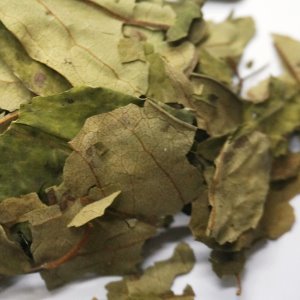 고욤나무잎 50g (Diospyros lotus  Leaf) 국산-청주
