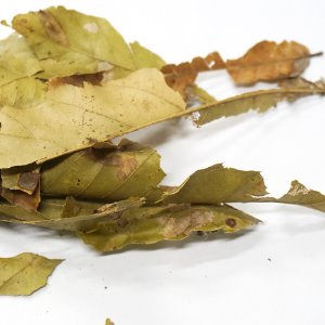 상수리(도토리)나무 잎 50g (Quercus Acutissima Leaf) 국산-청주