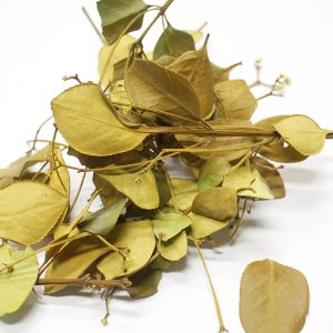 사철나무 잎 50g (Euonymus Japonicus Leaf) 국산-청주