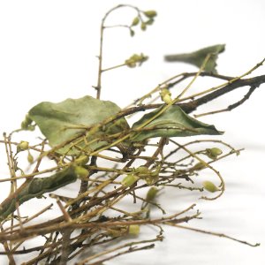 회화나무 전초 50g (Sophora Japonica)  국산-청주