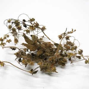 양지꽃 50g (Potentilla Fragarioides Flower) 국산-청주