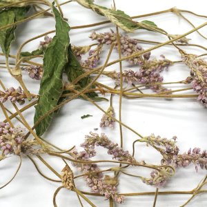 털여뀌꽃 50g (Persicaria orientalis) - 한국