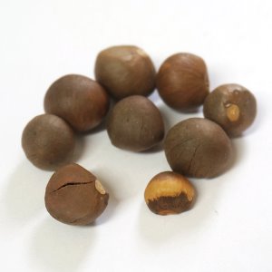 녹차씨 50g (Camellia Sinensis Seed) 국산-하동