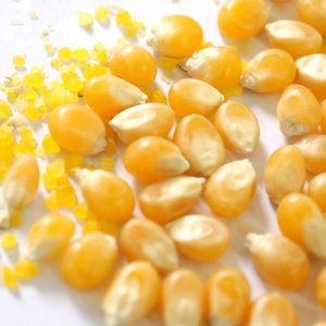 옥수수커넬 100g (Zea Mays (Corn) Kernel)  미국