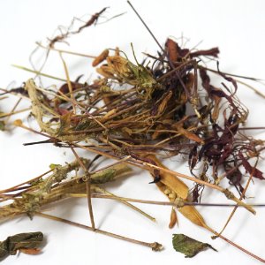 풍접초 족두리꽃 50g (Cleome Spinosa Flower) 국산