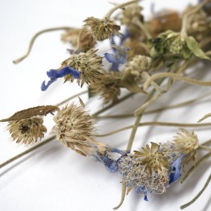 필드스캐비어스(솔채꽃) 꽃 50g (Scabiosa Arvensis Flower) 국산-청주