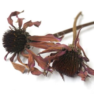 자주천인국 꽃 50g (Echinacea Purpurea) 국산