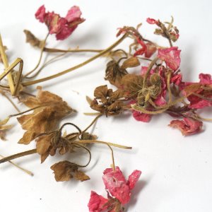 하디제라늄 50g (Geranium Cantabrigiense Flower) 국산