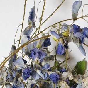 등나무꽃 50g (Wisteria Floribunda Flower) 국산-청주