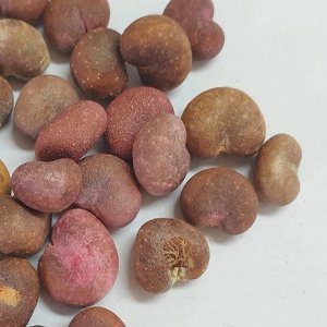 바오밥나무씨 50g (Adansonia Digitata Seed) 수입-세네갈