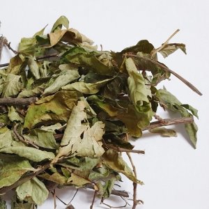 때죽나무 열매/잎/가지 50g (Styrax Japonicus Fruit/Leaf/Branch) 국산-청주
