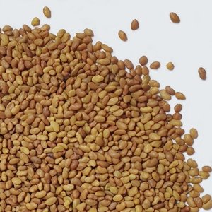 자주개자리씨 50g (Medicago Sativa Seed) 국산-청주