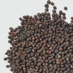 양배추 씨 50g (Brassica Oleracea Capitata Seed) 국산-청주