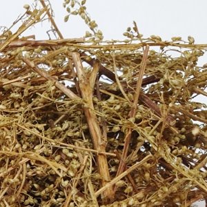 비쑥 50g (Artemisia Scoparia) 국산-청주