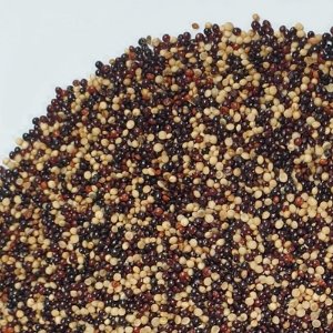줄맨드라미씨 50g (Amaranthus Caudatus Seed) 국산-청주
