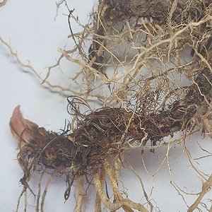 블루플레그아리리스(붓꽃)뿌리 50g (Iris Versicolor Root) 국산-청주
