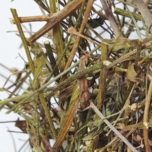 개망초 줄기 50g (Erigeron Annuus Stem) 국산-청주