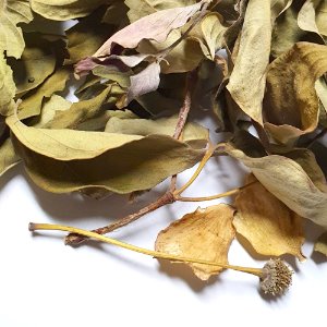 산딸나무잎 50g (Cornus Kousa Leaf) 국산-청주
