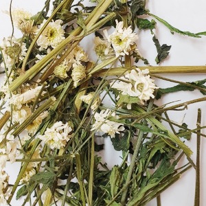 국화(흰색) 전초 50g (Chrysanthemum morifolium-White) 국산-청주