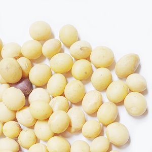 돌콩(콩나물콩) 100g (Glycine Soja (Soybean) Seed) 국산-청주