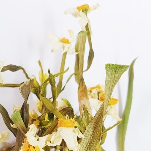 입술연지수선화 전초 50g (Narcissus Poeticus) 국산-청주