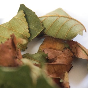 가시칠엽수잎 50g (Aesculus Hippocastanum (Horse Chestnut) Leaf) 국산-청주