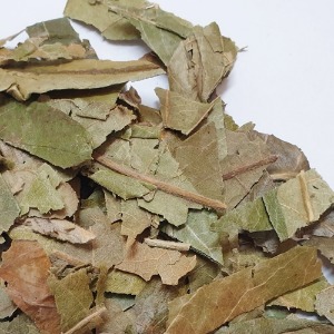 비파나무 잎 1kg (Eriobotrya Japonica Leaf) 중국산