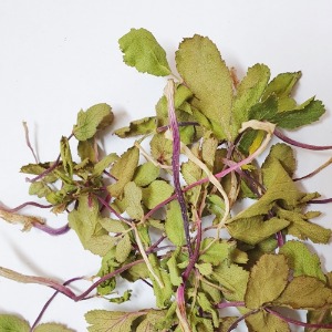 갯방풍 줄기/잎 50g (Glehnia littoralis Stem/Leaf) 국산-선유도