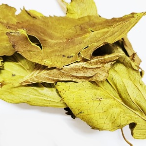 수국 잎 50g (Hydrangea Macrophylla Leaf) 국산-제주