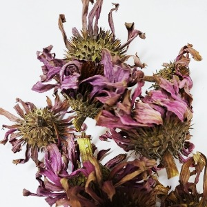 에키네시아 꽃 50g (Echinacea Angustifolia (Purple Cone) Flower) 국산