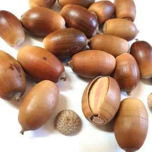 졸참나무씨 50g (Quercus Serrata Seed) 국산-청주