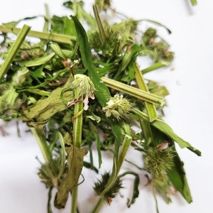 익모초 꽃 50g (Leonurus Sibiricus Flower) 국산-청주