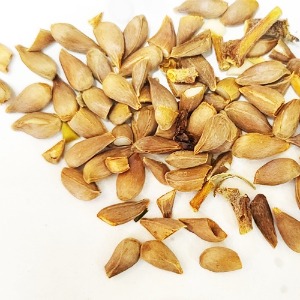 사과씨 50g (Pyrus Malus (Apple) Seed) 국산-청주
