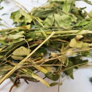 큰땅빈대 잎/줄기 50g (Euphorbia Supina Leaf/Stem) 국산-청주