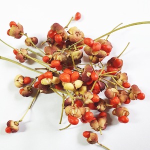 사철나무 열매 50g (Euonymus Japonicus Fruit) 국산-청주
