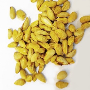 탱자씨 50g (Poncirus Trifoliata Seed) 국산-청주