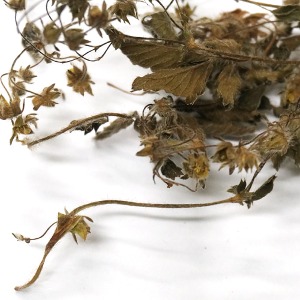 양지꽃 전초 50g (Potentilla Fragarioides) 국산-청주