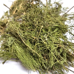 서양자초(전초) 50g (Anethum Graveolens (Dill)) 국산-청주