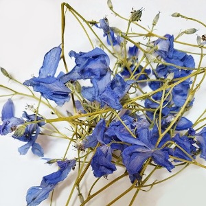 제비고깔(델피니움)꽃/잎/줄기 50g (Delphinium grandiflorum Flower) 국산-청주
