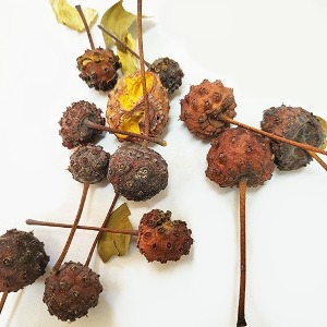 산딸나무열매 50g (Cornus Kousa Fruit) 국산-청주