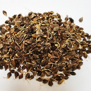 메밀싹 50g (Polygonum Fagopyrum (Buckwheat) Sprout) 국산-청주