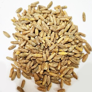 호밀씨 50g (Secale Cereale (Rye) Seed) 국산-고흥