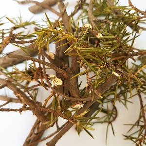 노간주나무가지/잎 50g (Juniperus Rigida Branch/Leaf) 국산-청주