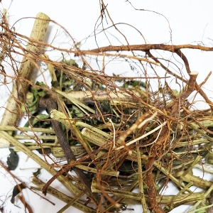 결명자잎/줄기/뿌리 50g (Cassia Tora  Leaf/Stem/Root) 국산-청주