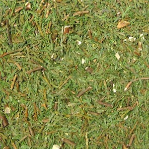 측백나무 100g (Thuja Orientalis) 국산-청주
