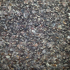 바질씨 1kg (Ocimum Basilicum (Basil) Seed) 인도산