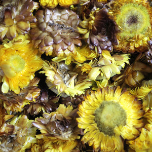 밀짚꽃(스트로우 플라워/칠색데이지/에베러세팅) 꽃 (옐로우) 1kg (Xerochrysum Bracteatum (Strawflower) Flower (Yellow)) 중국산